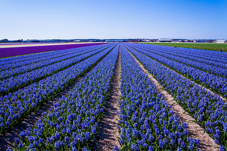 美丽的荷兰hyacinth田地春花图片