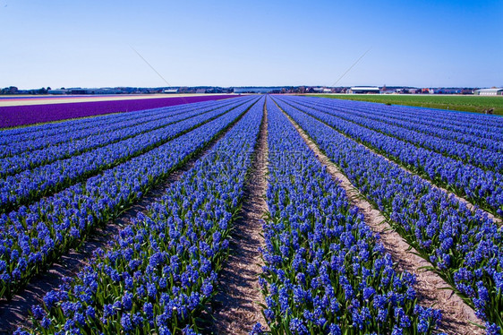 美丽的荷兰hyacinth田地春花图片