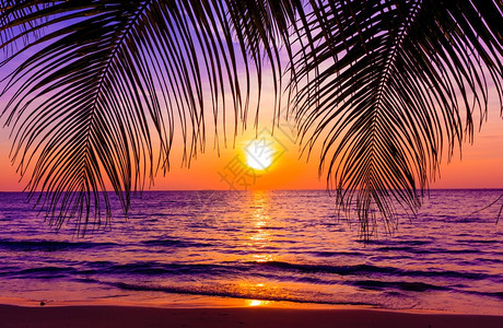 美丽的日落洋上有热带棕榈树天堂海滩图片