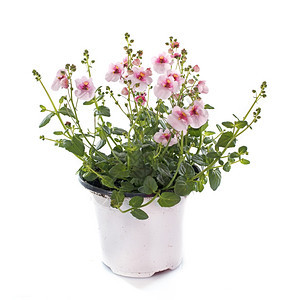 白背景面前的Diascia花朵背景图片
