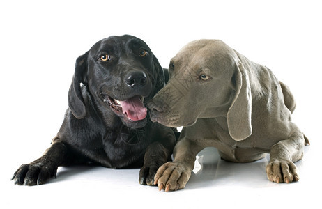 白色背景面前的拉布多检索器和Weimaraner图片