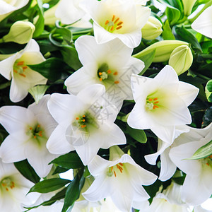 白百合美丽的花朵图片
