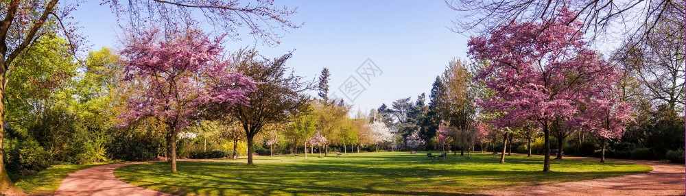 春美丽的公园花春全景在公园背景图片