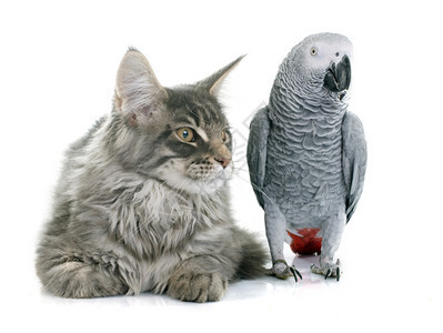 白色背景面前的非洲灰鹦鹉和主要猫图片