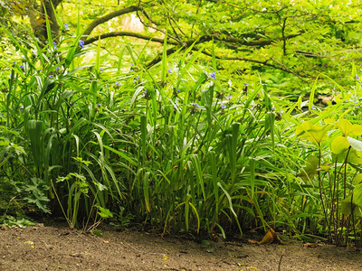 自然背景公园或花户外的绿色植物草地自然景观图片