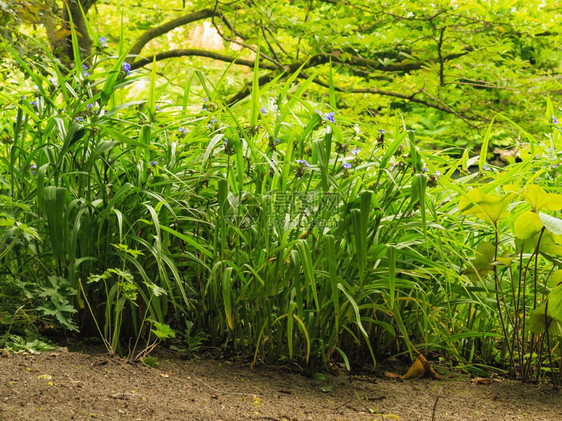 自然背景公园或花户外的绿色植物草地自然景观图片