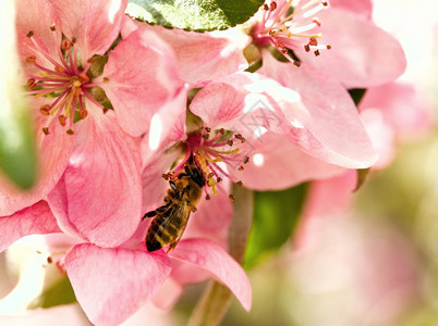 蜂蜜在开花的苹果树上收集花蜜图片