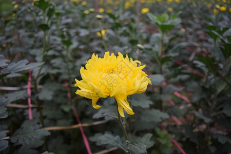 温室里的菊花农场图片