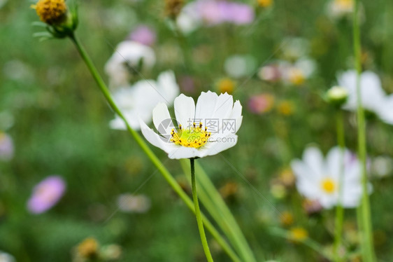 日落时花朵图片