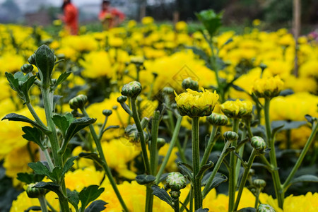 温室里的菊花农场图片