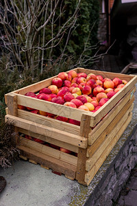 大木箱中新摘的红苹果图片