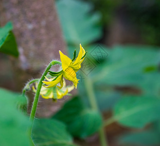 花朵在干上图片