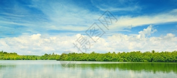 湖中赤道红树林图片