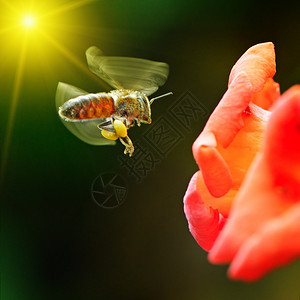 蜜蜂在阳光照耀的花朵中授粉图片