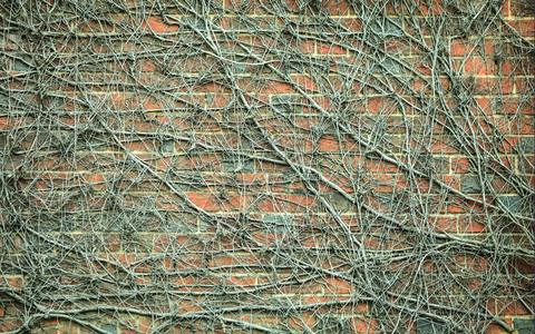 红砖壁背景含有干枯的活常春藤植物摘要纹理化装饰背景图片