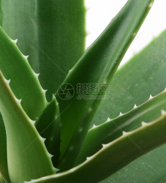 Aloeveraveravera中图片