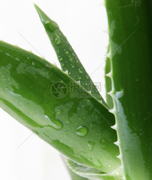 Aloeveraveravera中图片