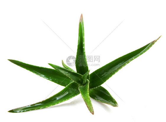 Aloeveraveravera中图片