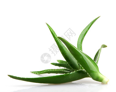 Aloeveraveravera中图片