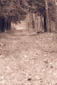 瀑布地貌秋季森林中乡村公路小巷秋林中迷雾的阴凉秋天复古图象图片
