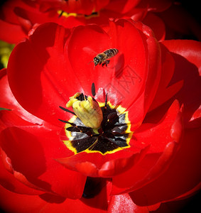 蜜蜂和大红色郁金香自然场景图片