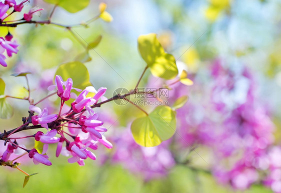 粉红花图片