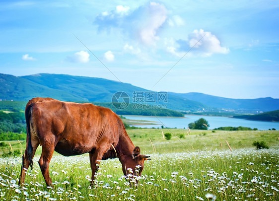 野外田野里的牛图片
