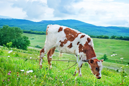田野里放牧的奶牛图片
