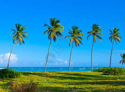 加勒比海滩和棕榈树图片