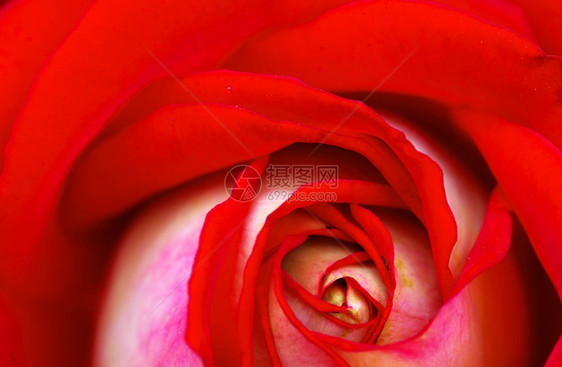 红玫瑰的缝合图片