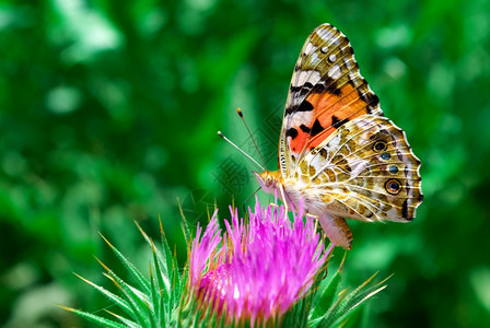 蝴蝶收集花粉自然成分的魅力图片