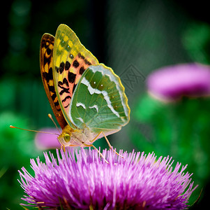 花上的蝴蝶大自然构成图片