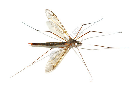 孤立蚊子设计要素高清图片