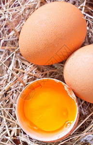 生蛋母鸡生蛋声音高清图片