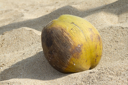 在印度果阿沙滩上的椰子图片