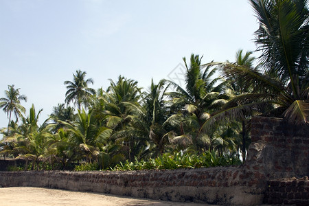 果阿印地安海滩美丽的棕榈树图片