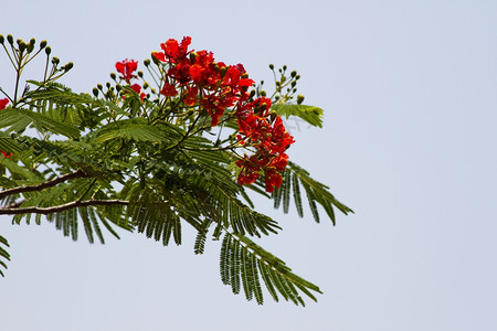 美丽的红果子树枝印度阿图片