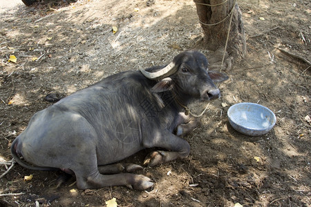 黑水牛躺在地上印度果阿图片
