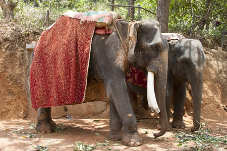 两只美丽的印度大象要花的座位乘客要坐等人两只美丽的印度大象要花的座位乘客要等人图片