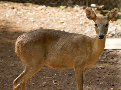 印度丛林中的年轻美丽小鹿印度果阿的西卡鹿印度果阿的丛林中年轻美丽小鹿印度丛林中的果阿的锡卡鹿印度果阿的丛林中锡卡鹿图片