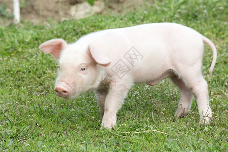 春青绿草上的小猪青图片