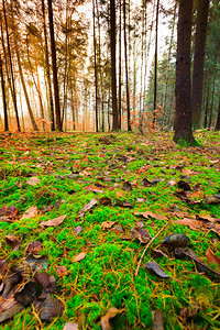 秋天风景近距离观察秋天森林的草地覆盖着落下的金叶子图片
