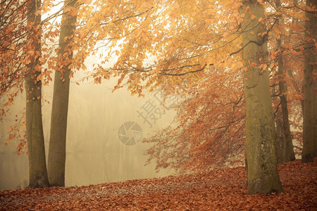 秋天公园的树背景池塘秋天雾的图片