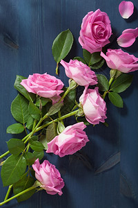 深蓝色背景的粉红玫瑰花图片