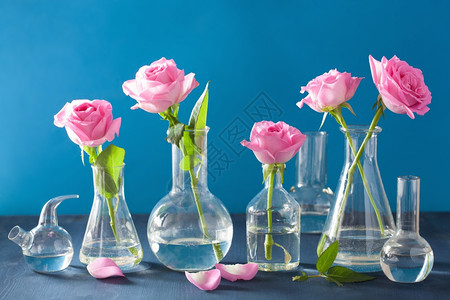 紫蓝色化学火瓶中的粉红玫瑰花图片