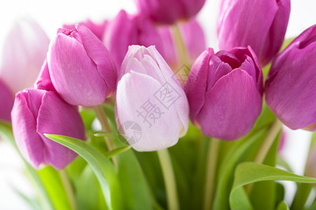 美丽的紫郁金花背景图片