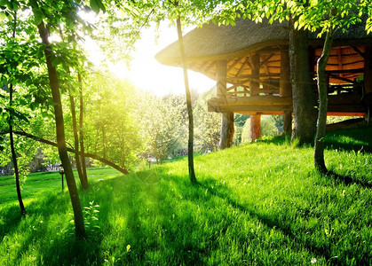 在阳光明媚的日落中在绿树图片