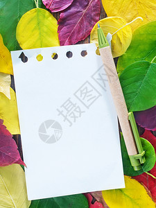 木背景的秋叶黄和注纸图片