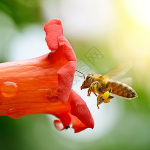蜂蜜收集花图片