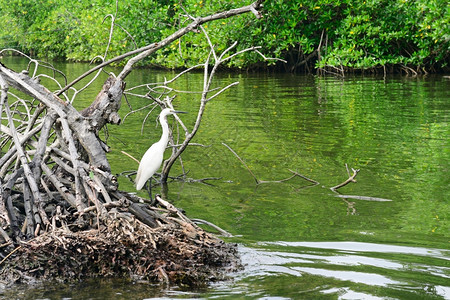 湖边的Egret图片